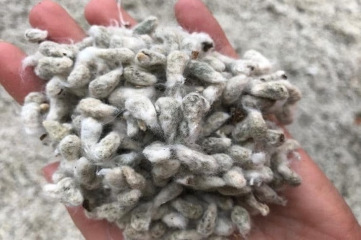 Cooperativa Holambra lança caroço de algodão compactado para nutrição animal